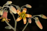 Cotyledon orbiculata RCP10-2015 (61).JPG